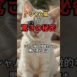 シャム猫の秘密🐱この猫、生まれた時は真っ白です。 #猫雑学 #shorts #シャム猫