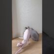 猫アレクサンドラの伸びとスルタンの水飲み【スフィンクス】