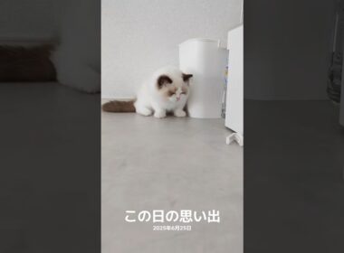 頭使ってて可愛い🐑 #shorts #猫 #子猫 #ラグドール #甘えん坊猫 #猫のいる暮らし
