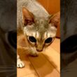 同居猫のお腹をフンフンしつつ、お水を飲む順番をまっているたぬき猫なのにゃ♪#cat #シンガプーラ #トンキニーズ#たぬき猫#singapura#tonkinese