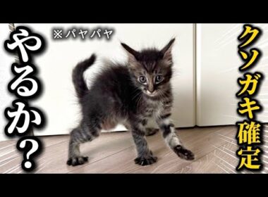 保護した子猫がヤンチャになってきて将来が不安になってきました…