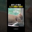 밤꾸 니가 예뻐서 좋아 #bamkkoo #cat #catlife #catshorts