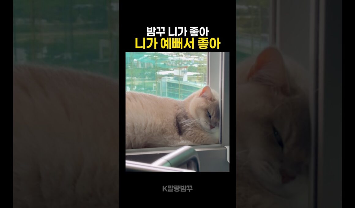 밤꾸 니가 예뻐서 좋아 #bamkkoo #cat #catlife #catshorts