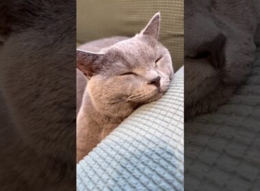 指先までリラックス#cat＃シャルトリュー