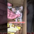 【緊急保護】極小の子猫を助けてしまいました...