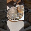 ワールドカップの日本戦を焼きサバが予想する
