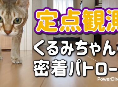 【密着ドキュメント】くるみちゃんの1日｜小さなシンガプーラ猫の暮らし｜A Day with Kurumi the Singapura Cat
