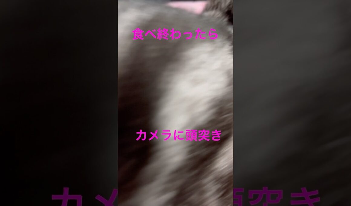 ガツガツ食べすぎ！お茶碗動いてる！#アメリカンショートヘア#アメショ#猫