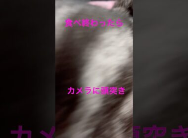 ガツガツ食べすぎ！お茶碗動いてる！#アメリカンショートヘア#アメショ#猫