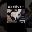 収納できない🐾 #shorts #猫 #ラグドール #甘えん坊猫 #ねこ #猫のいる暮らし