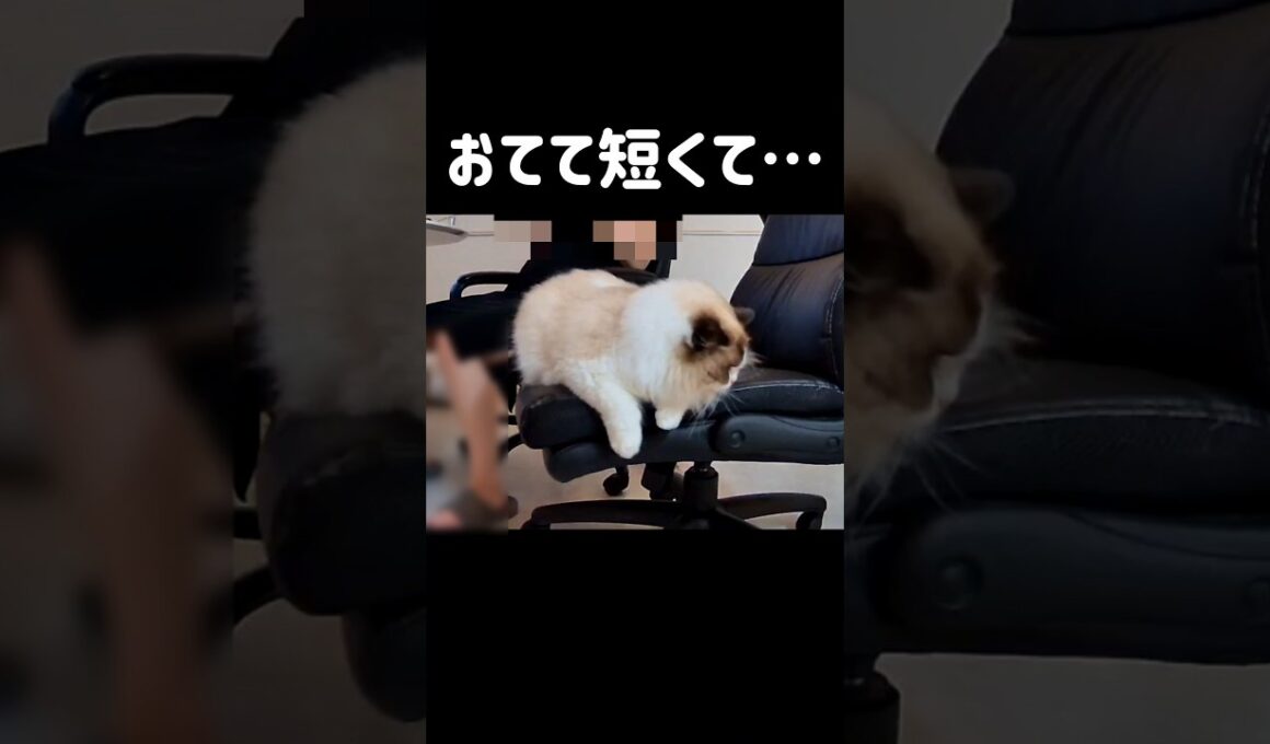 収納できない🐾 #shorts #猫 #ラグドール #甘えん坊猫 #ねこ #猫のいる暮らし