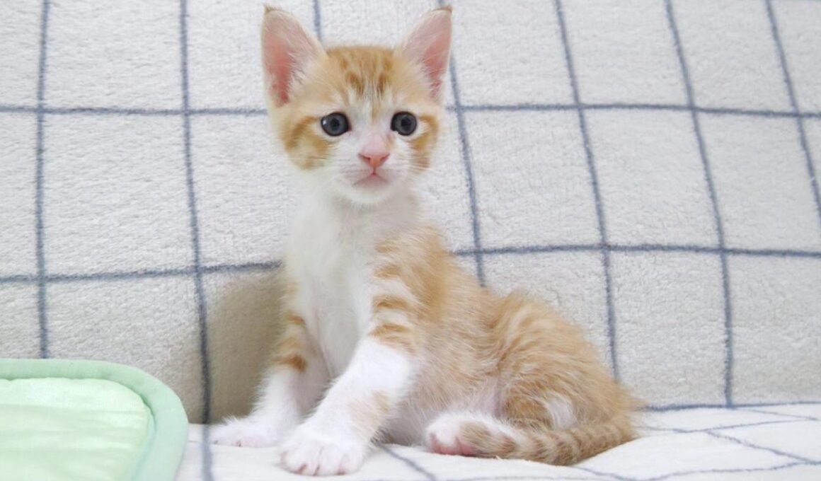 子猫が遊びたそうに見ていた【赤ちゃん猫　保護猫】