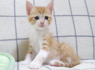 子猫が遊びたそうに見ていた【赤ちゃん猫　保護猫】