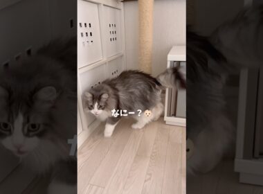 呼んだら返事して来てくれるおしゃべり猫 #ノルウェージャンフォレストキャット #大型猫 #猫とおしゃべり #猫のいる暮らし