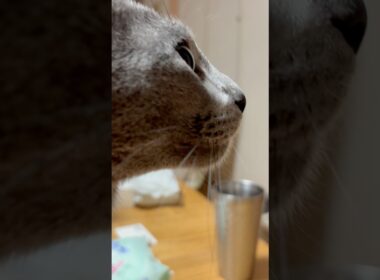 猫アレルギーと新しい仔猫の生活313日目『耐えた』#shorts #ロシアンブルー #猫