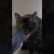 Yawns, news, and scratches #cat #katze #gato #siamese #tortoiseshellcat