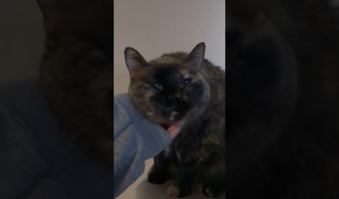 Yawns, news, and scratches #cat #katze #gato #siamese #tortoiseshellcat