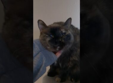 Yawns, news, and scratches #cat #katze #gato #siamese #tortoiseshellcat