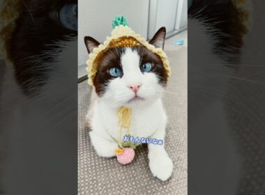 ダルいが口癖のネコになっちゃったらもうニャンコじゃない！ #shorts #cat #猫のいる暮らし