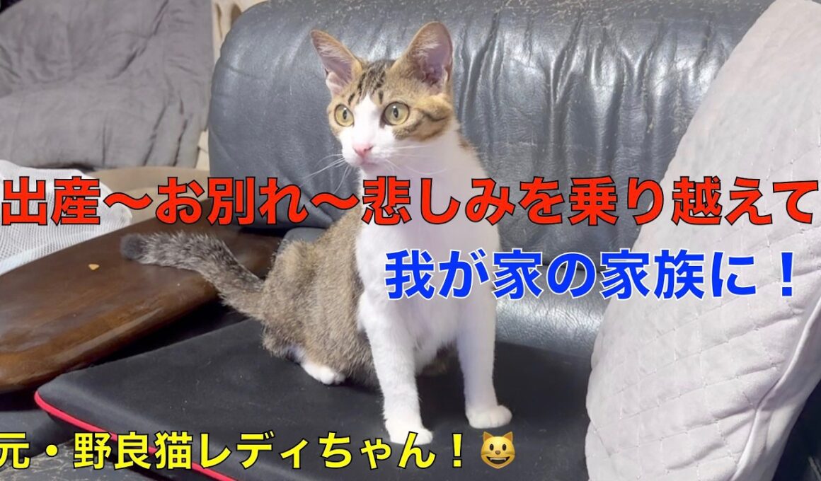 野良猫のレディちゃん＾＾悲しみを乗り越えて、我が家の家族に＾＾避妊手術（血液検査の結果）白血病陽性（FeLV）我が家で、楽しく、寿命を全うしようね＾＾
