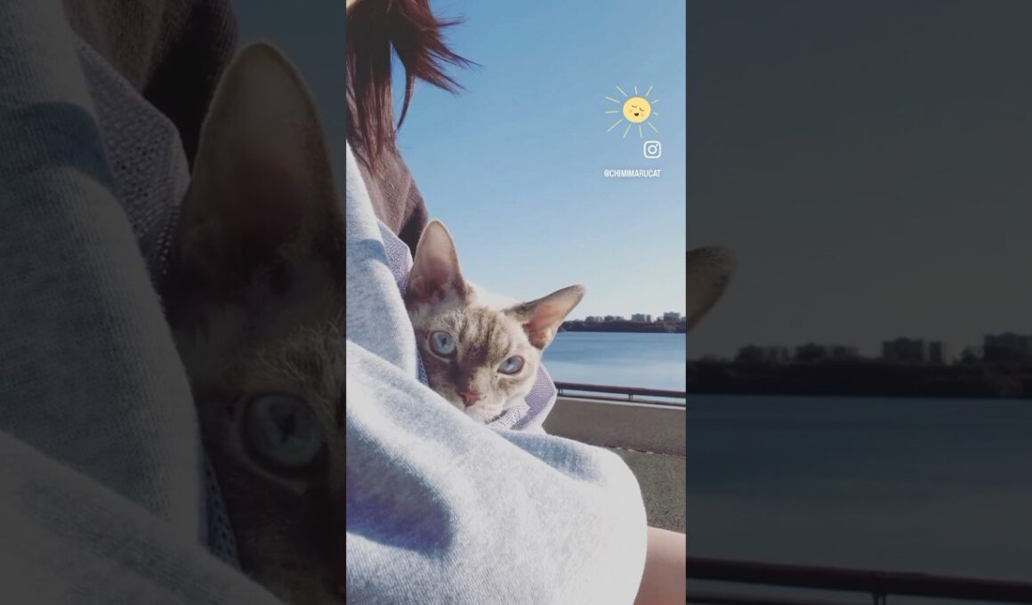 Devon Rex Cat - It’s a little chill this morning 🩵🥶肌寒い朝🚶🏻‍♀️🐈 #cat #devonrex