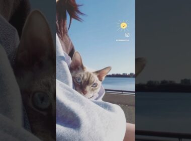 Devon Rex Cat - It’s a little chill this morning 🩵🥶肌寒い朝🚶🏻‍♀️🐈 #cat #devonrex
