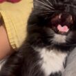 玄関でお出迎え、寝る時も側にいる猫　ラガマフィン　サイベリアンAcat that greets you at the door and stays by your side until bedtime