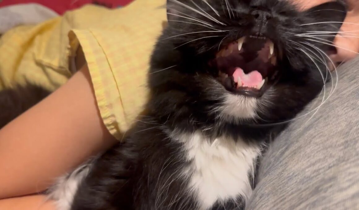 玄関でお出迎え、寝る時も側にいる猫　ラガマフィン　サイベリアンAcat that greets you at the door and stays by your side until bedtime