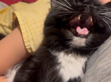 玄関でお出迎え、寝る時も側にいる猫　ラガマフィン　サイベリアンAcat that greets you at the door and stays by your side until bedtime