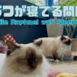 バーマン猫ラフとガブ【ラフが寝てる間に】While Raphael was sleeping（バーマン猫）Birman/Cat