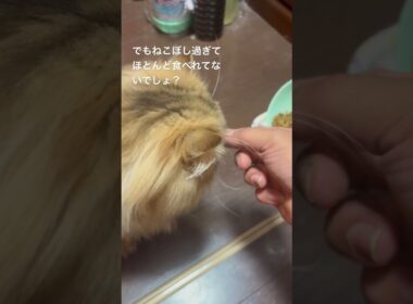 うり坊の甘えん坊　#cat #ねこ #persian #ペルシャ #うり坊 #えさやり  #顔ペチャ