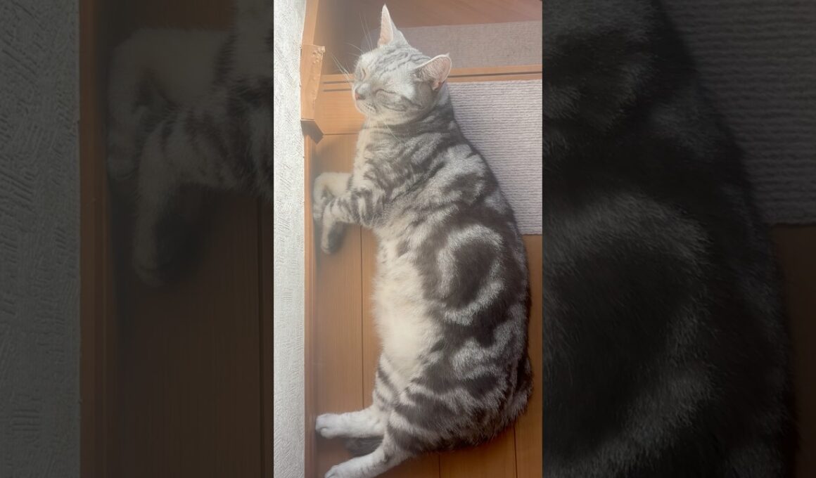 階段でくつろぐ猫！ #shorts
