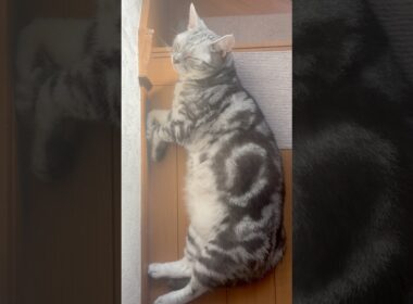 階段でくつろぐ猫！ #shorts