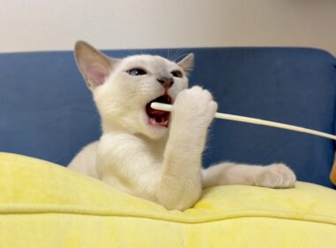 猫じゃらし (棒)