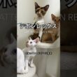 エメラルドファミリー #デボンレックス #devonrex #子猫 #ブリーダー #kitten #shorts #猫 #cat #デボン #でぼんれっくす #emeraldspirit #愛知県