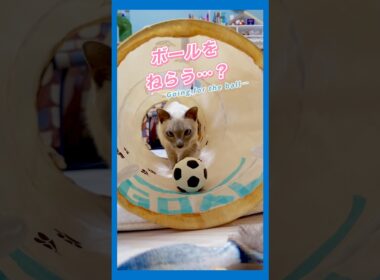 ワールドカップ開幕！まさかのゴールを決めた甘えん坊猫⚽🐱