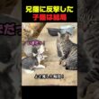 兄猫に反撃した子猫は結局… #子猫 #猫動画 #猫 #猫の喧嘩 #子猫動画
