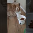 水を探すアメリカンカール