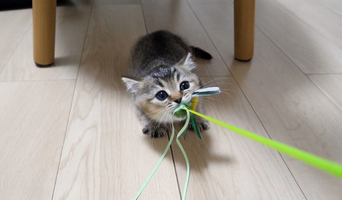 The cat throwing punches and the kitten intently chasing its toy are so cute…