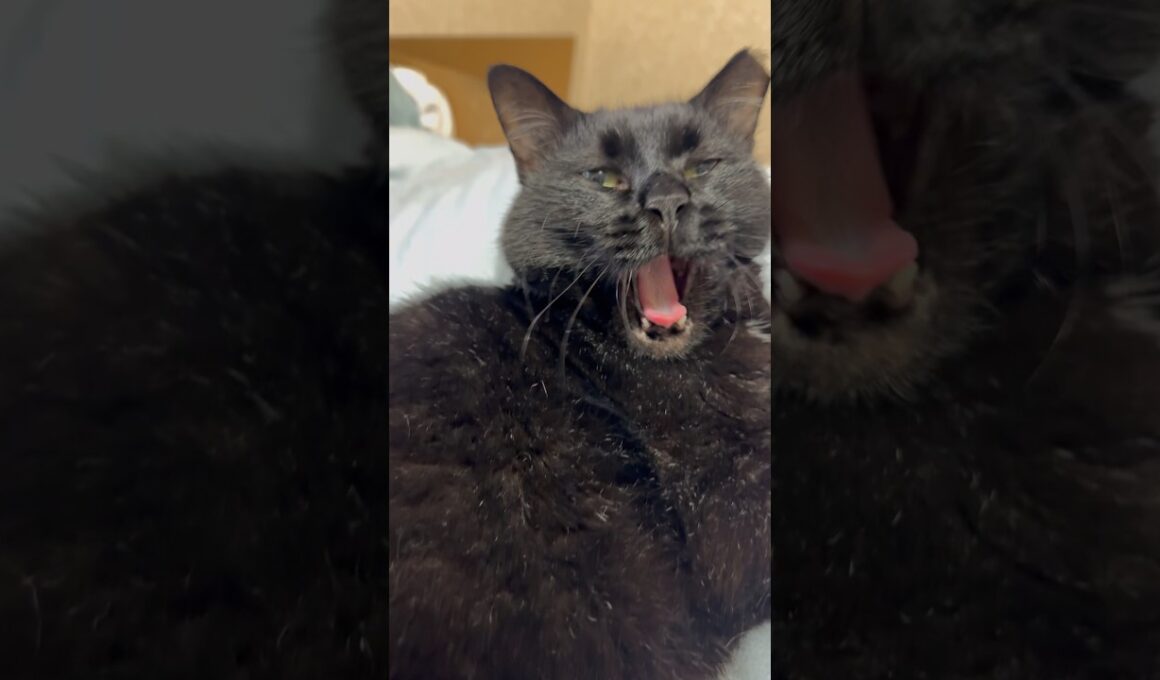 留守番しんちゃん #blackcat #黒猫