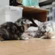 あどけないメインクーン赤ちゃんナタリーちゃん