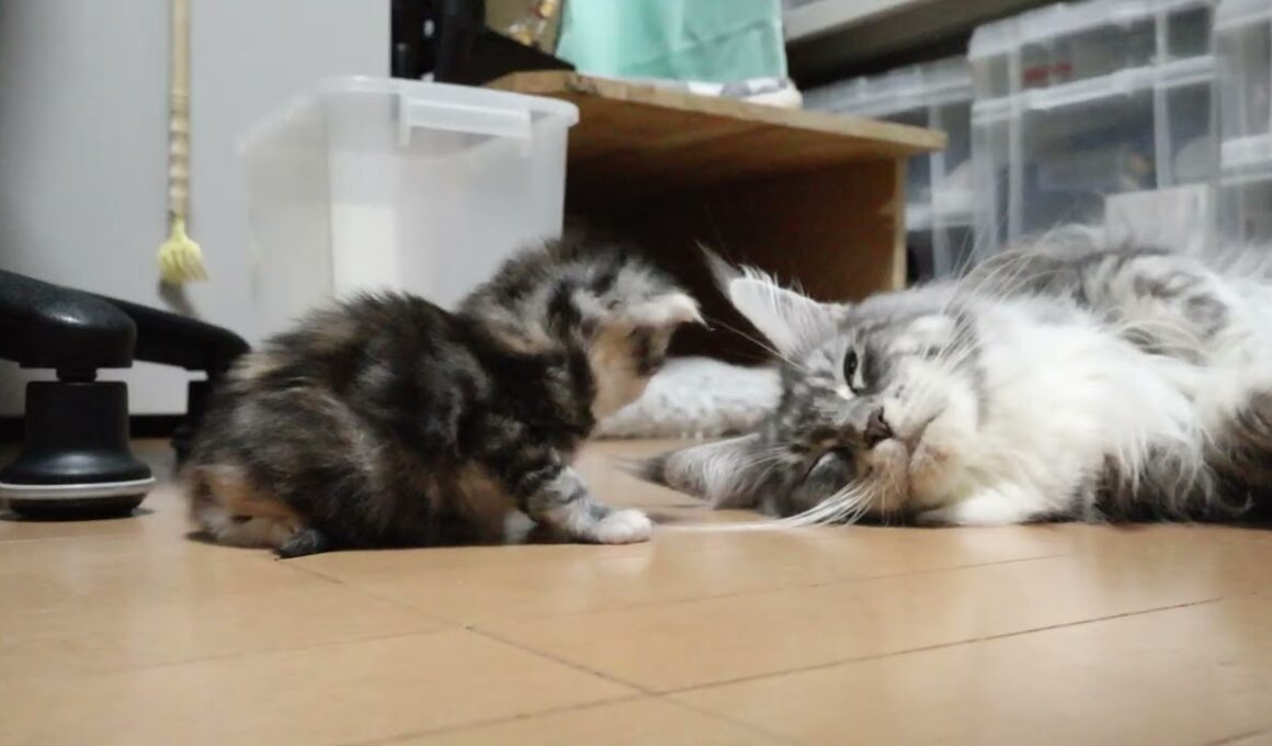 あどけないメインクーン赤ちゃんナタリーちゃん