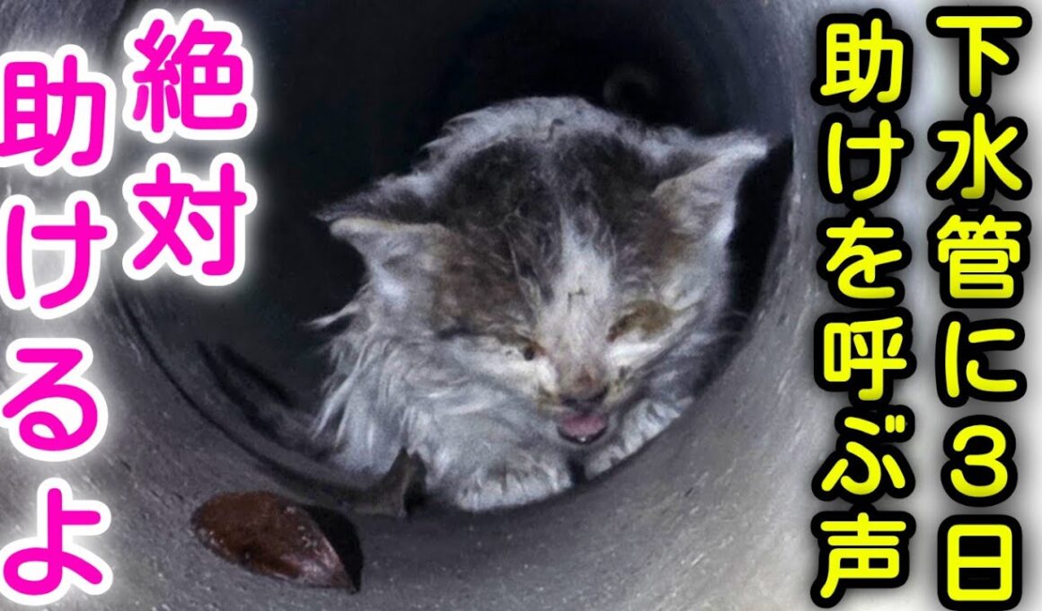 【緊急保護】子猫が下水管に落ちて３日目、体力も限界...手が届かない下水管で緊急レスキュー