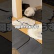 捕獲されたいれぶん。歯磨きルーティン【後編】 #cat #サイベリアン #ネヴァマスカレード #ねこ #猫 #shorts