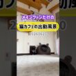 20260620メインクーンだけの【猫カフェの出勤風景】#cat #cooncat #mainecat #もふもふ
