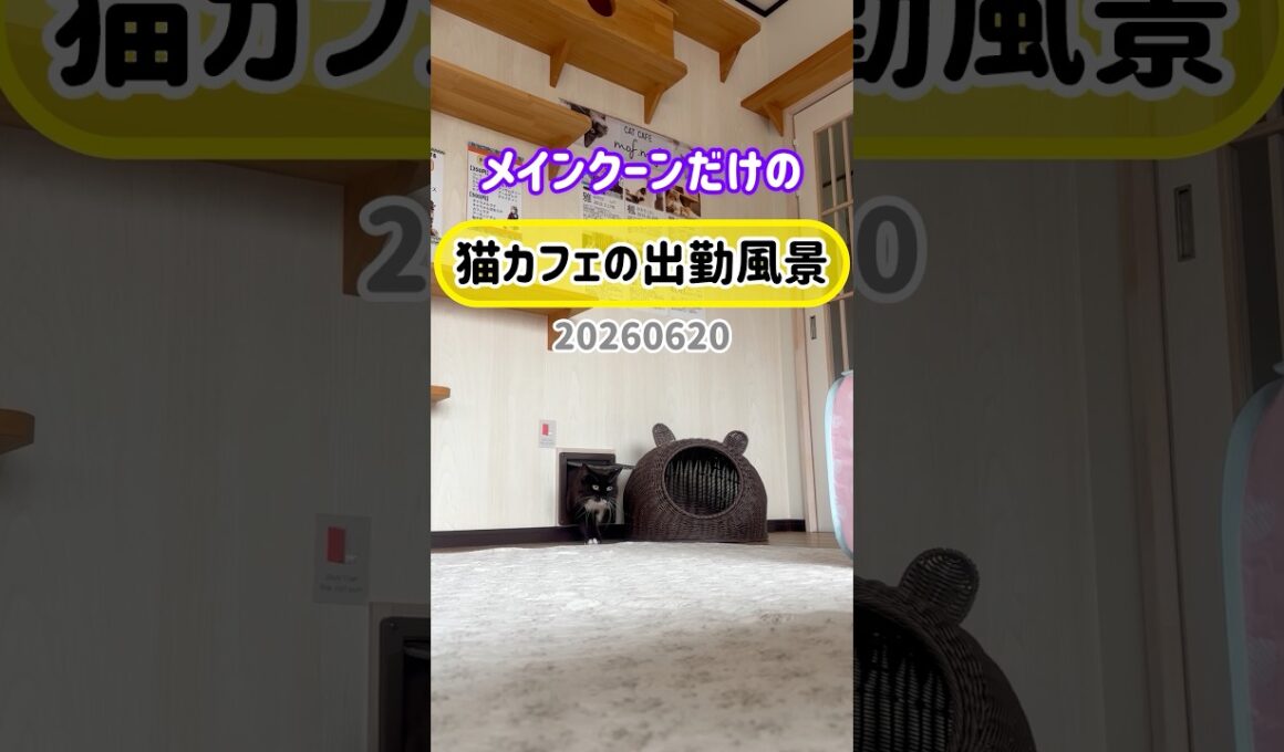 20260620メインクーンだけの【猫カフェの出勤風景】#cat #cooncat #mainecat #もふもふ