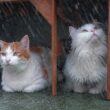 台風で大雨なのに外で遊びたがるヤバめな猫