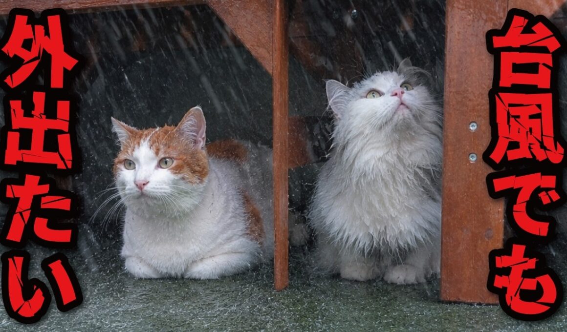 台風で大雨なのに外で遊びたがるヤバめな猫