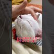 飼い主に撫でられるのが大好きな弟猫が可愛い