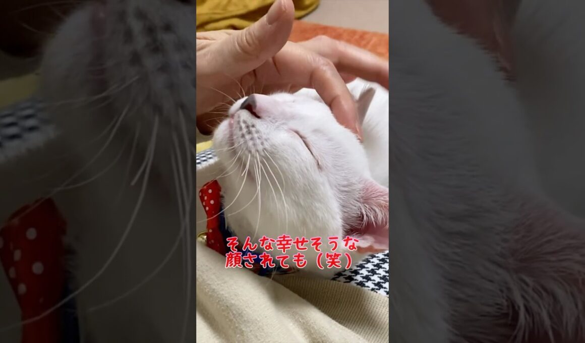 飼い主に撫でられるのが大好きな弟猫が可愛い